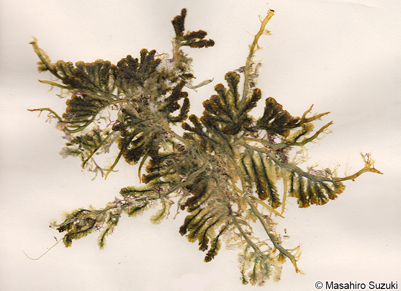 スリコギヅタ Caulerpa chemnitzia var. laetevirens