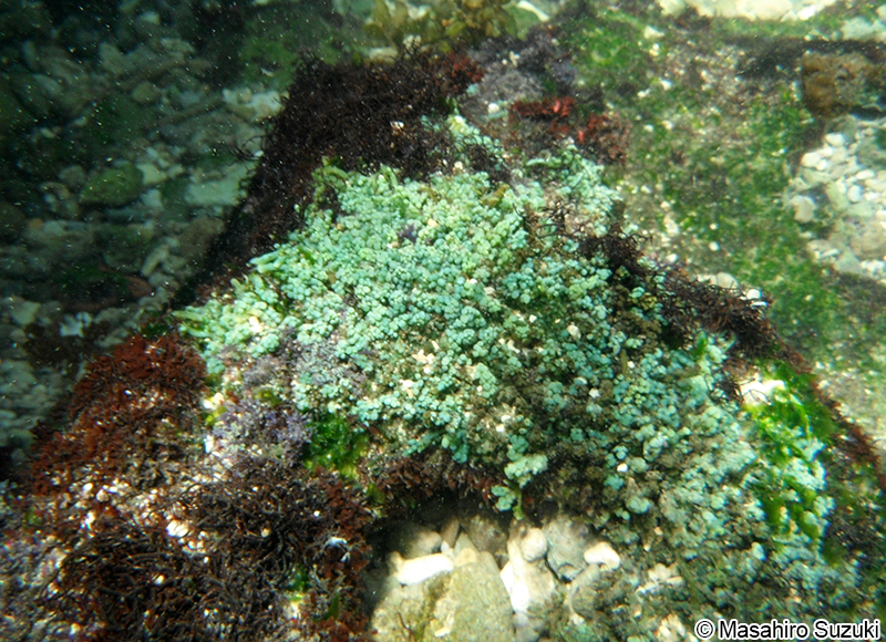スリコギヅタ Caulerpa chemnitzia var. laetevirens