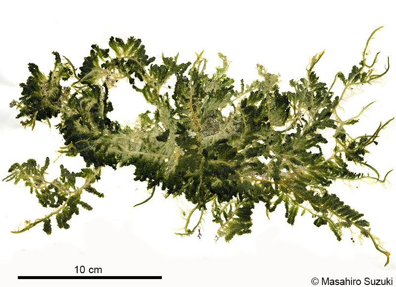 スリコギヅタ Caulerpa chemnitzia var. laetevirens