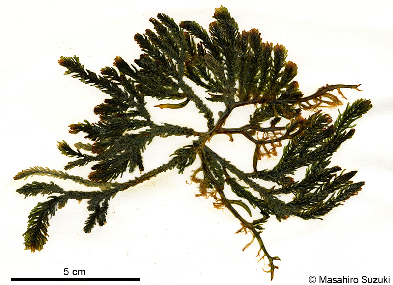 スリコギヅタ Caulerpa chemnitzia var. laetevirens