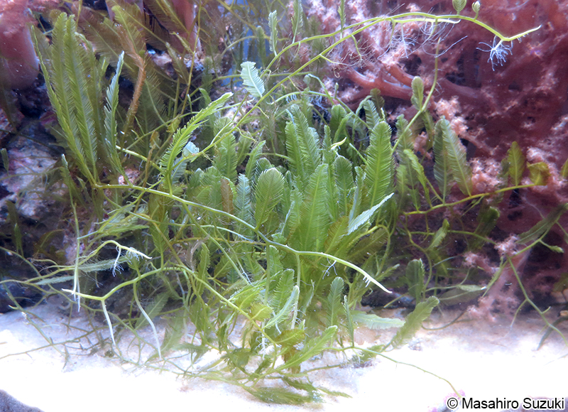 タカノハヅタ Caulerpa sertularioides f. longipes