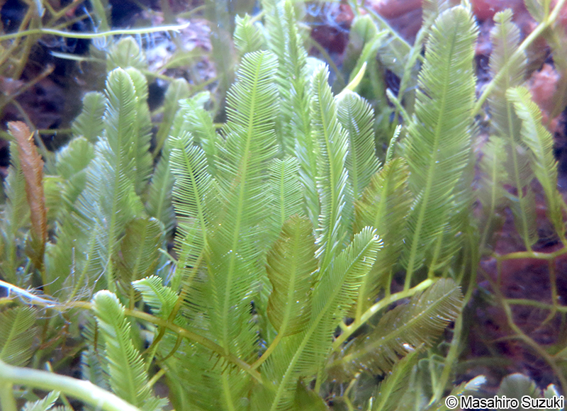 タカノハヅタ Caulerpa sertularioides f. longipes