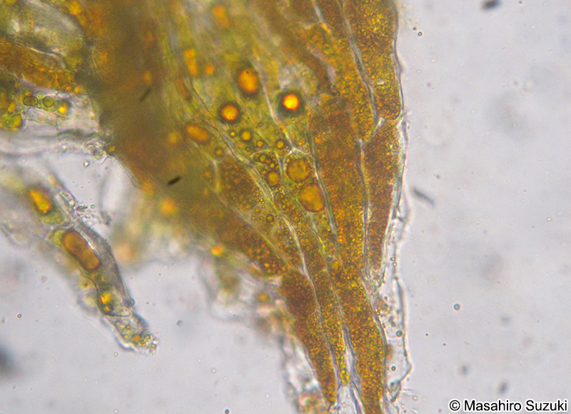 Cephaleuros virescens