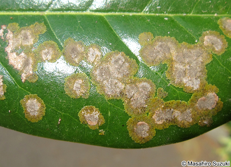 Cephaleuros virescens