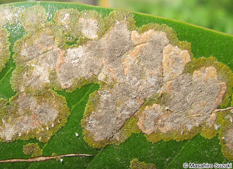 Cephaleuros virescens
