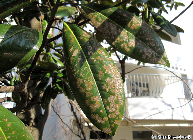 Cephaleuros virescens