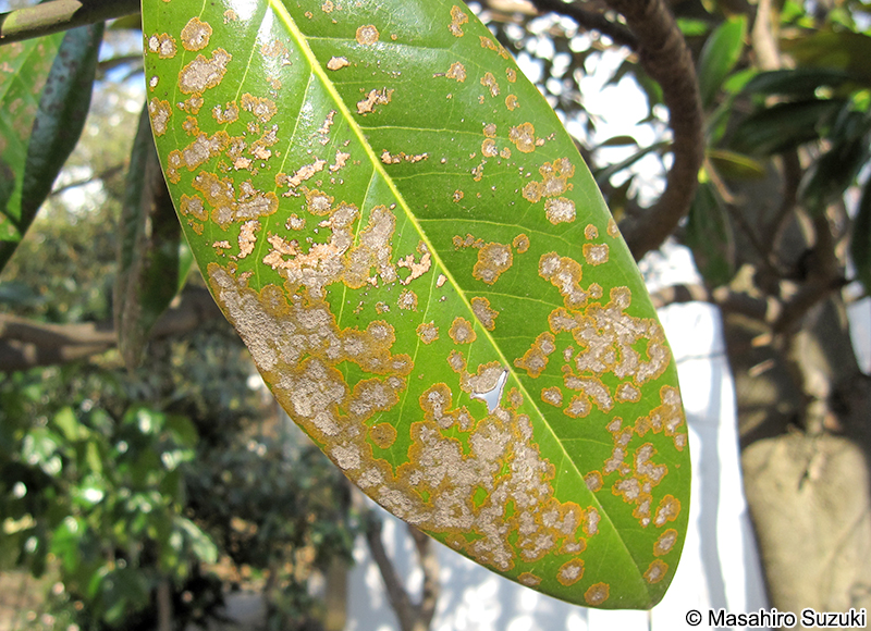Cephaleuros virescens