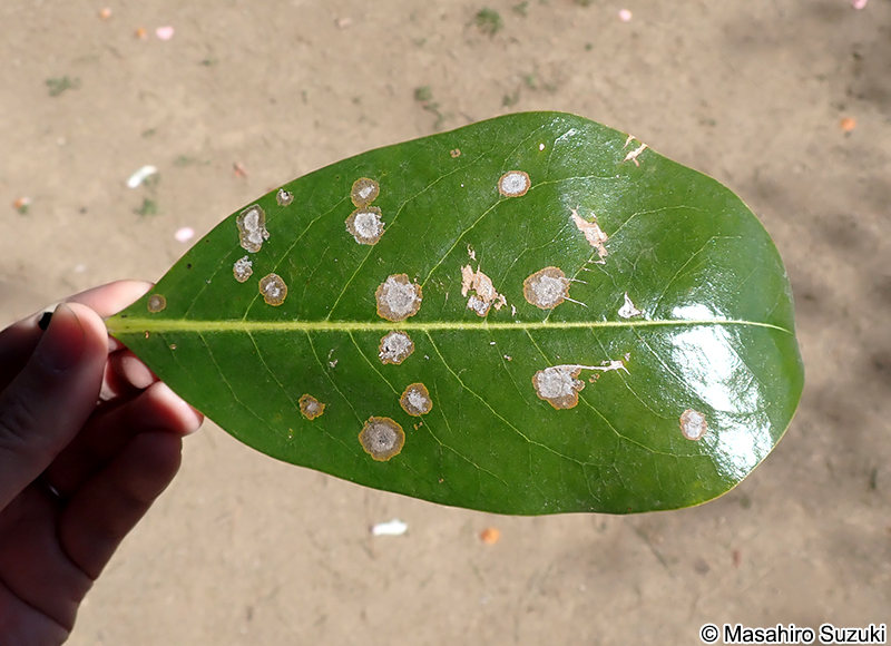 Cephaleuros virescens
