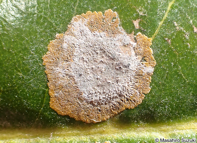 Cephaleuros virescens