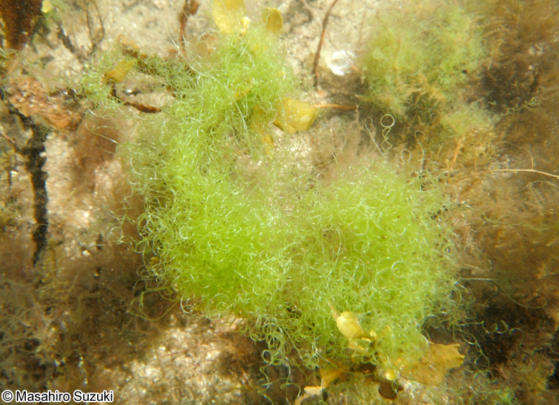 ホソジュズモ Chaetomorpha sp.