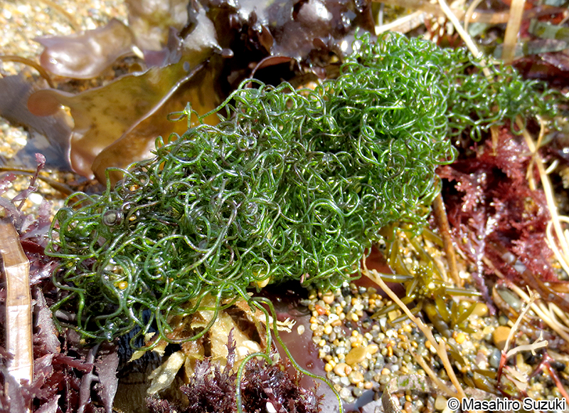 ホソジュズモ Chaetomorpha sp.