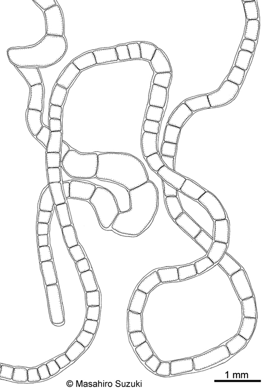 ホソジュズモ Chaetomorpha sp.