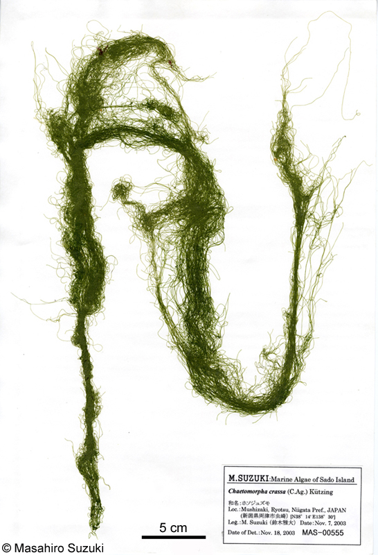 ホソジュズモ Chaetomorpha sp.