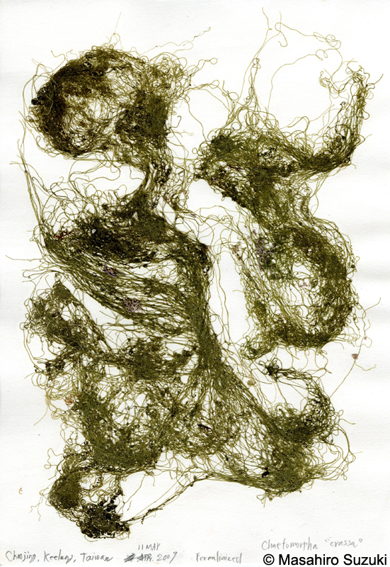 ホソジュズモ Chaetomorpha sp.