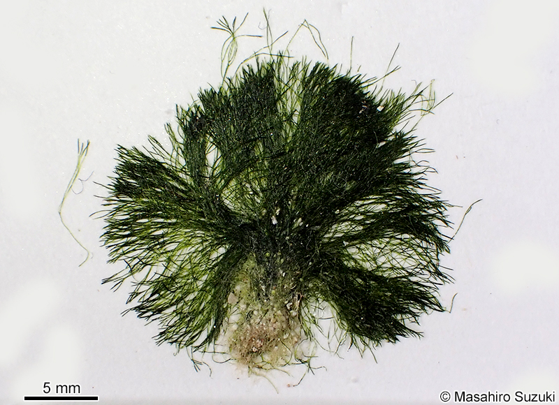 マユハキモ Chlorodesmis fastigiata