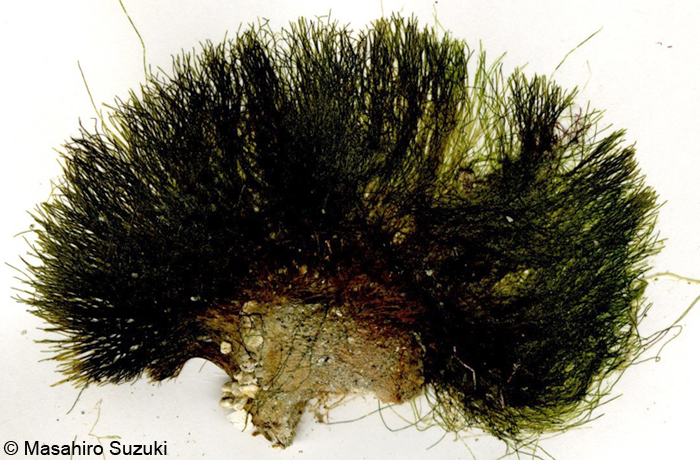 マユハキモ Chlorodesmis fastigiata