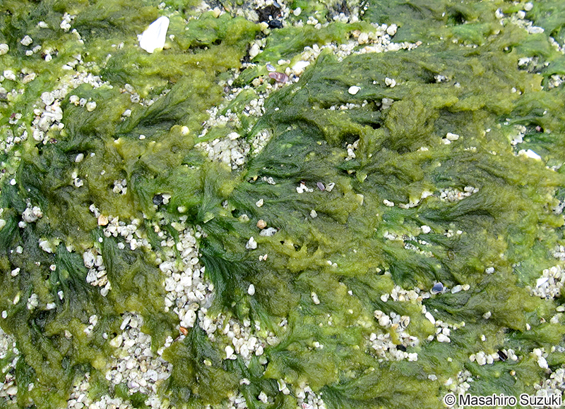 コシオグサ Cladophora dalmatica