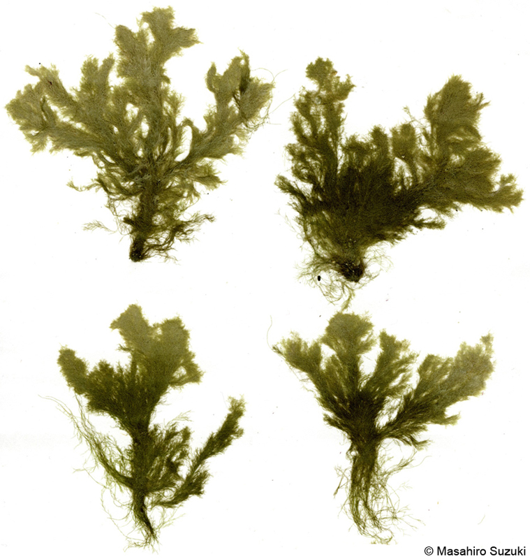 コシオグサ Cladophora dalmatica