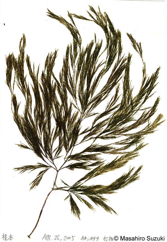 オオシオグサ Lychaete japonica