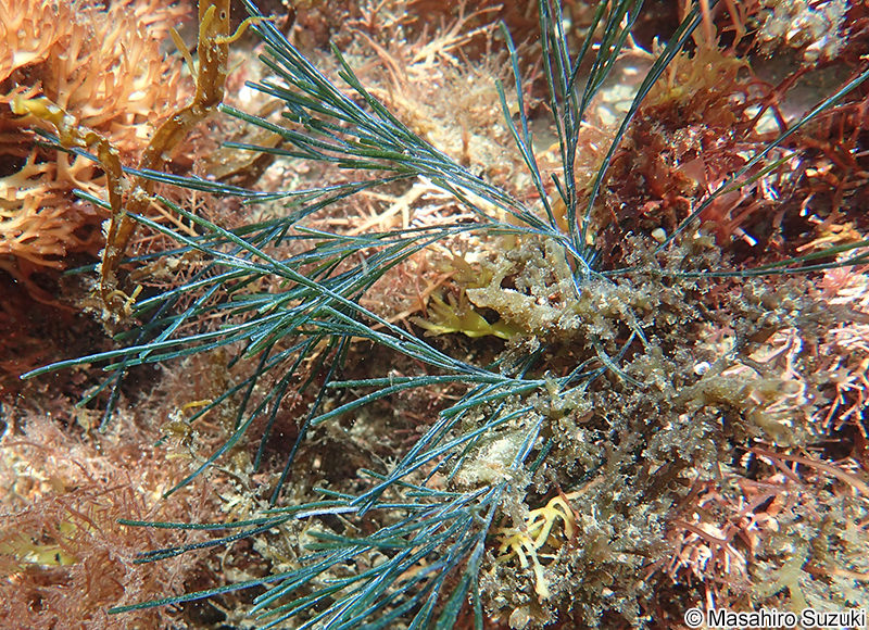 オオシオグサ Lychaete japonica