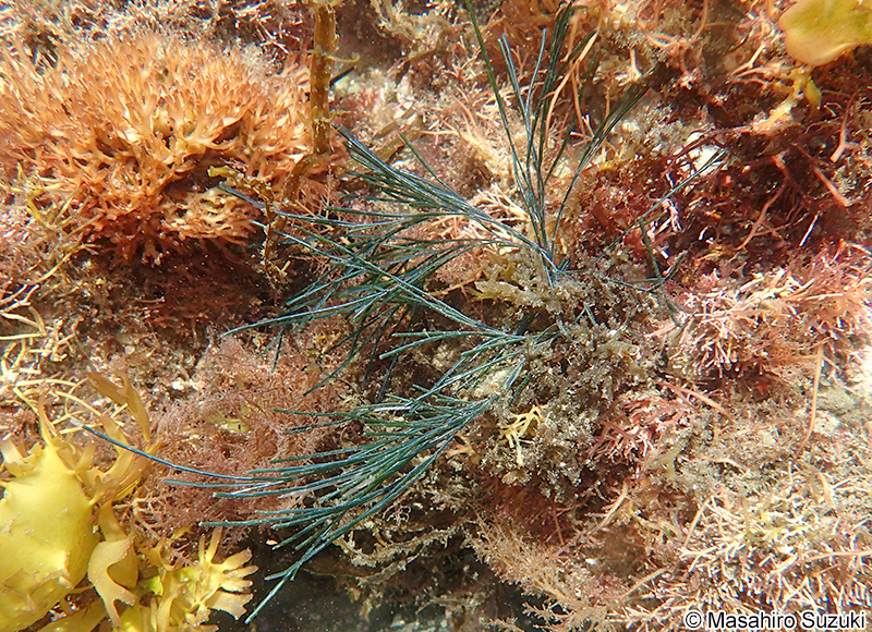 オオシオグサ Lychaete japonica