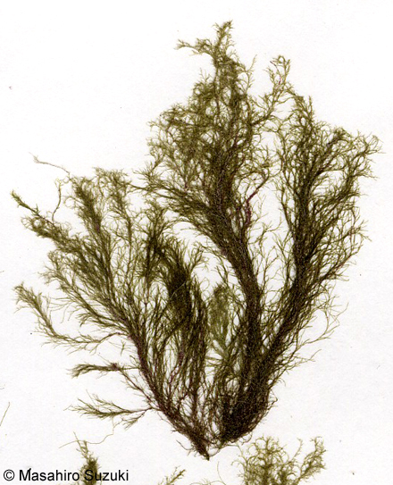 ツヤナシシオグサ Cladophora opaca