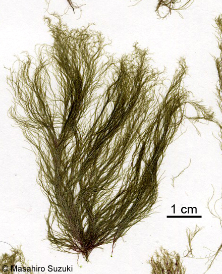 ツヤナシシオグサ Cladophora opaca