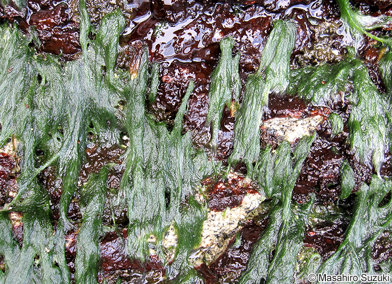 ツヤナシシオグサ Cladophora opaca