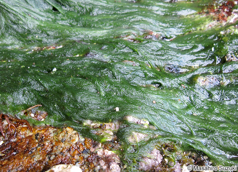 ツヤナシシオグサ Cladophora opaca