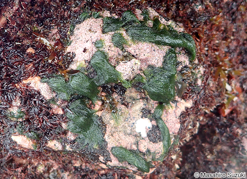 ツヤナシシオグサ Cladophora opaca