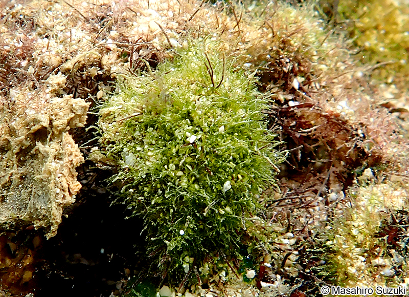 ヒメハイシオグサ Cladophora socialis