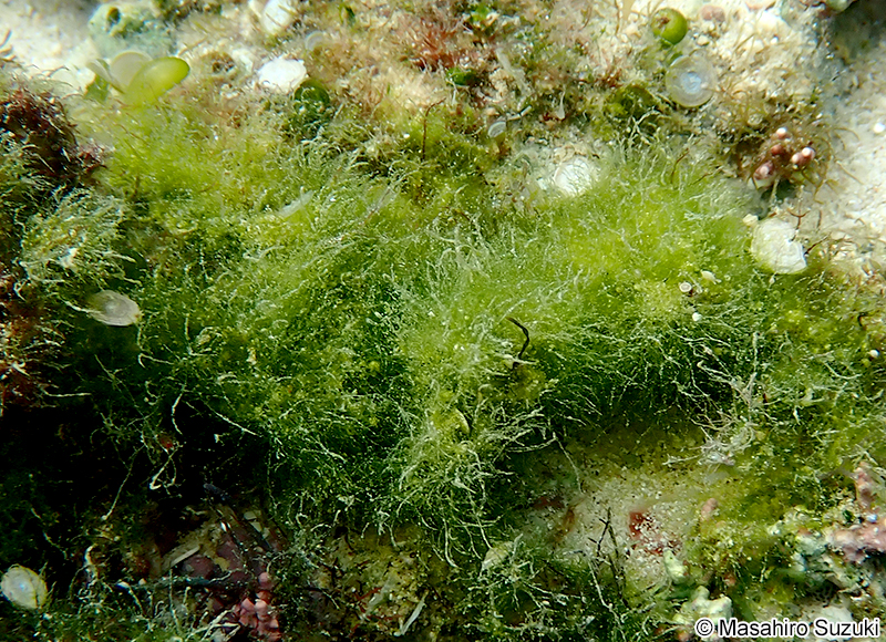 ヒメハイシオグサ Cladophora socialis