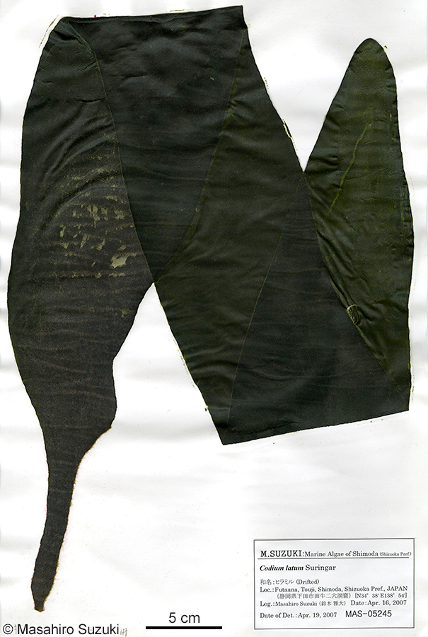 ヒラミル Codium latum