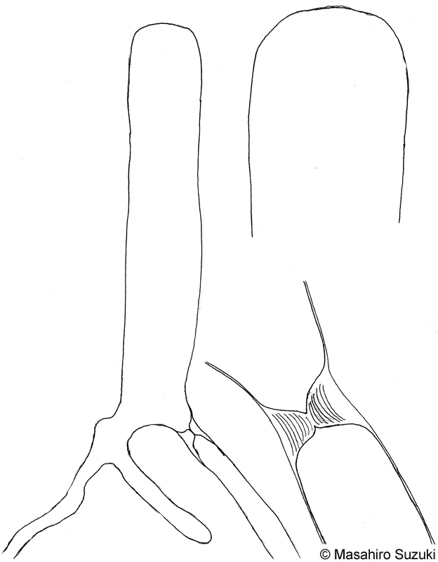 ヒラミル Codium latum