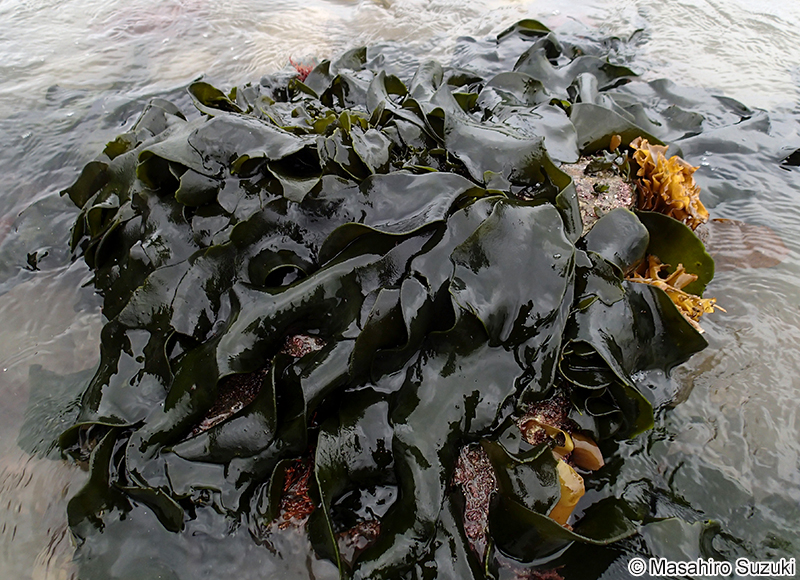 ヒラミル Codium latum