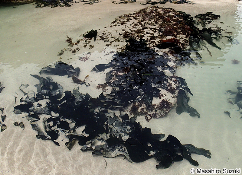 ヒラミル Codium latum