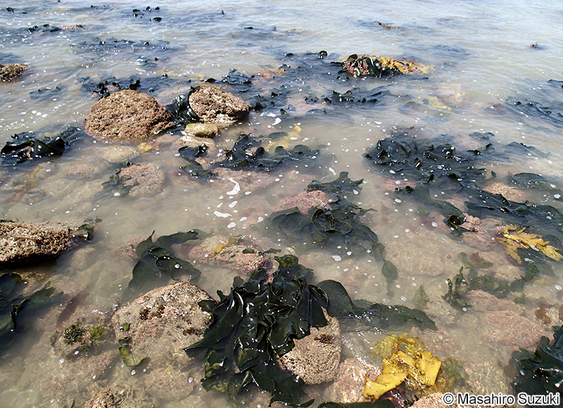 ヒラミル Codium latum