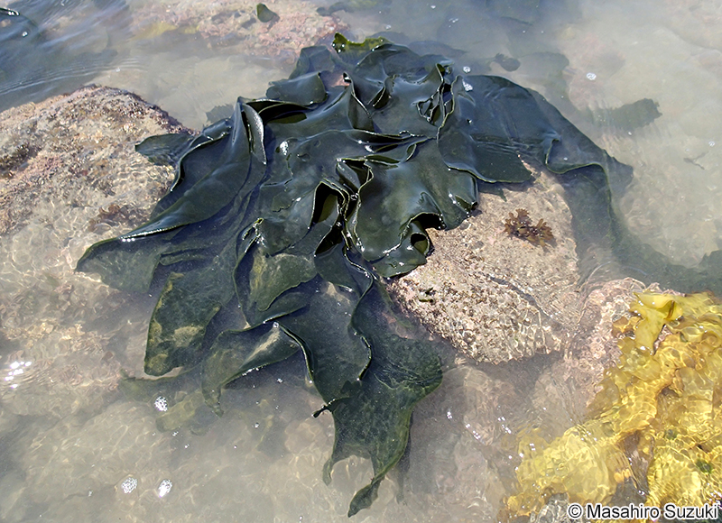 ヒラミル Codium latum