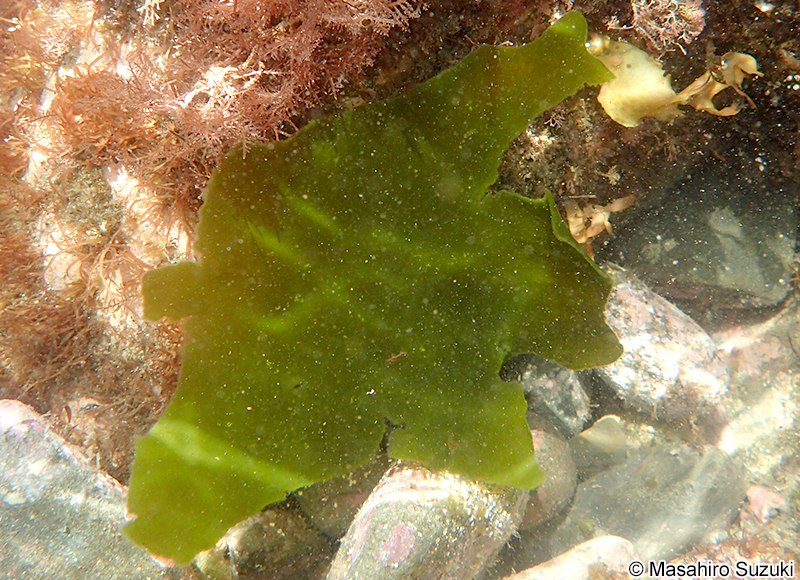 ウスバミル Codium tenuifolium