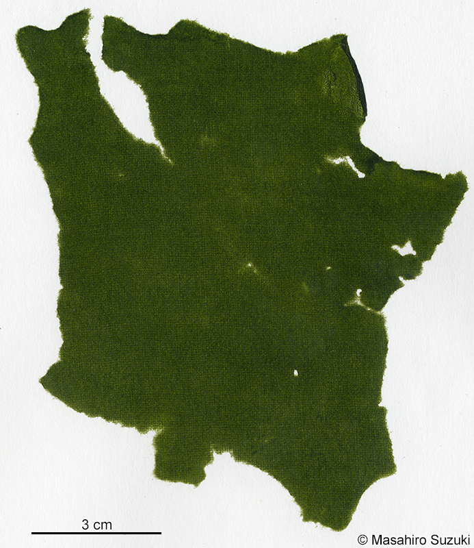 ウスバミル Codium tenuifolium