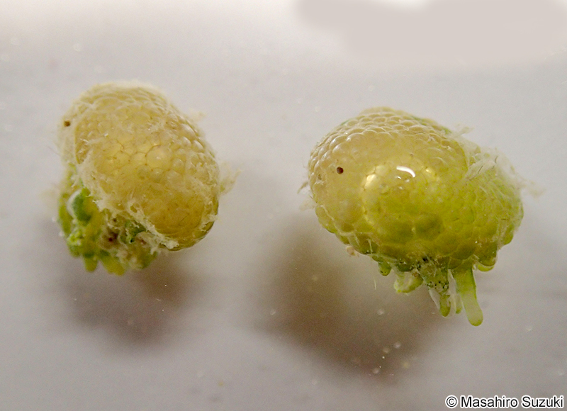 キッコウグサ Dictyosphaeria cavernosa