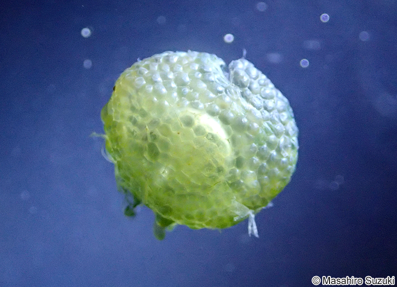 キッコウグサ Dictyosphaeria cavernosa