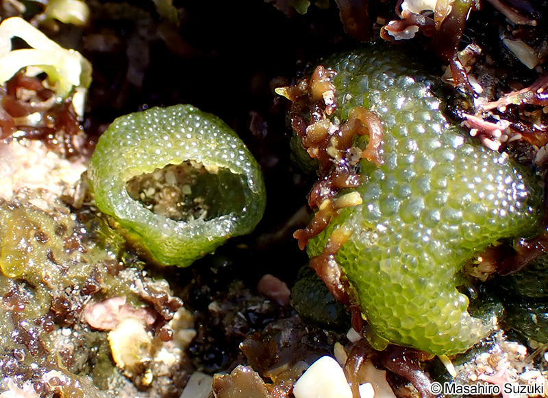 キッコウグサ Dictyosphaeria cavernosa