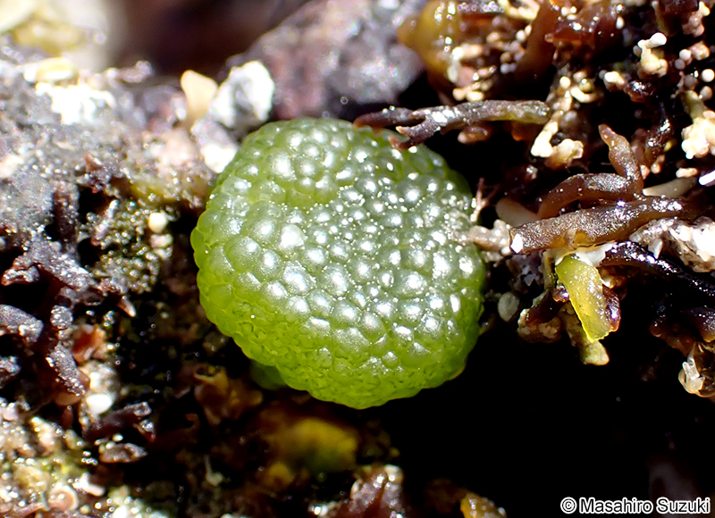 キッコウグサ Dictyosphaeria cavernosa