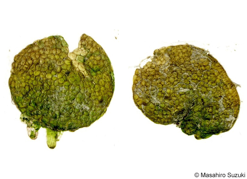 キッコウグサ Dictyosphaeria cavernosa