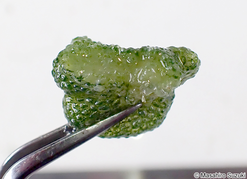 ムクキッコウグサ Dictyosphaeria versluysii