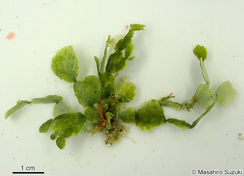 ウチワサボテングサ Halimeda discoidea