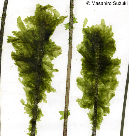 モツキヒトエ Kornmannia leptoderma