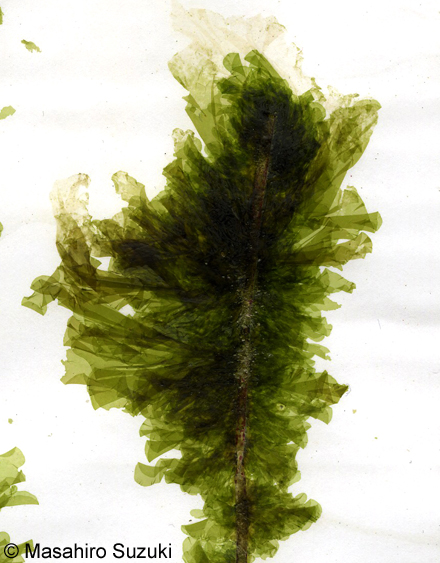 モツキヒトエ Kornmannia leptoderma