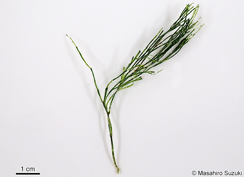 ミナミシオグサ Lychaete dotyana